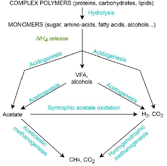 Anaerobic pathways for organic matter conversion