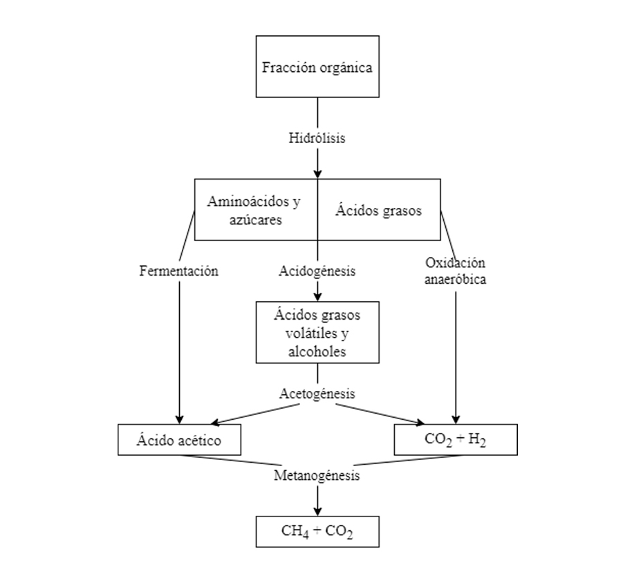 Proceso de degradación anaeróbica de residuos de vertederos, desde la fracción orgánica, pasando por hidrólisis, acidogénesis hasta la metanogénesis.