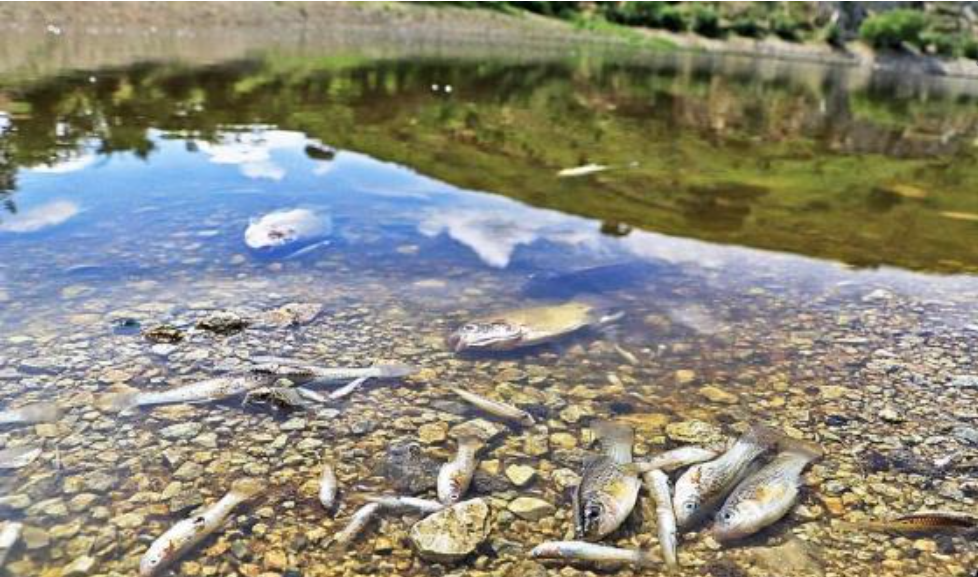 Dead fish in the water due to high concentrations of selenium in poorly treated water.