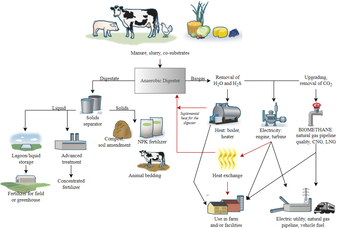 Typical process diagram of anaerobic digestion of livestock and agricultural substrates.